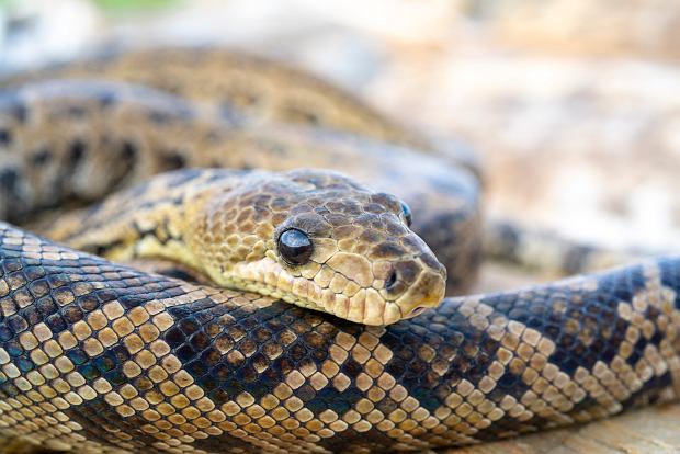 Co oznacza sen o wężu