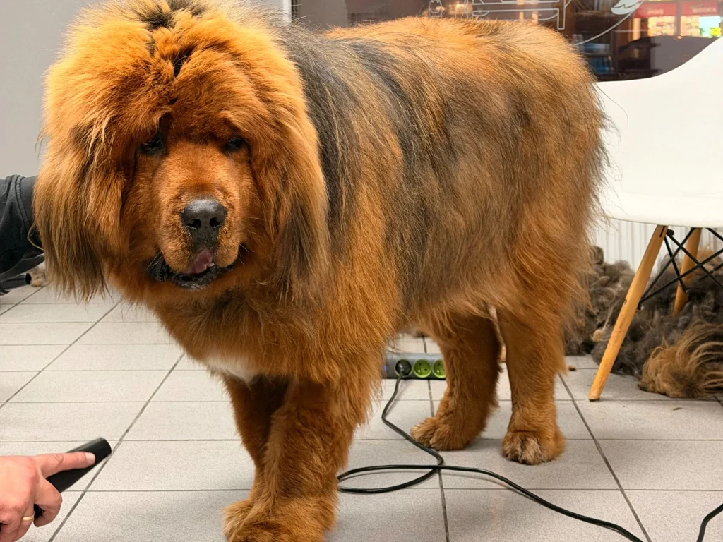 Grooming dużego psa — jak wygląda pielęgnacja husky'ego, golden retrievera i owczarka