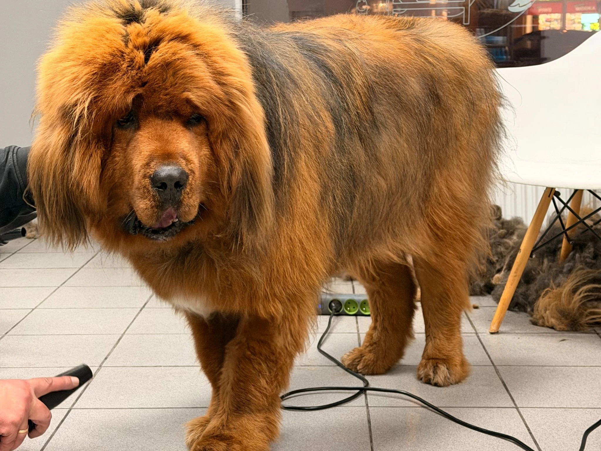 Grooming dużego psa — jak wygląda pielęgnacja husky'ego, golden retrievera i owczarka